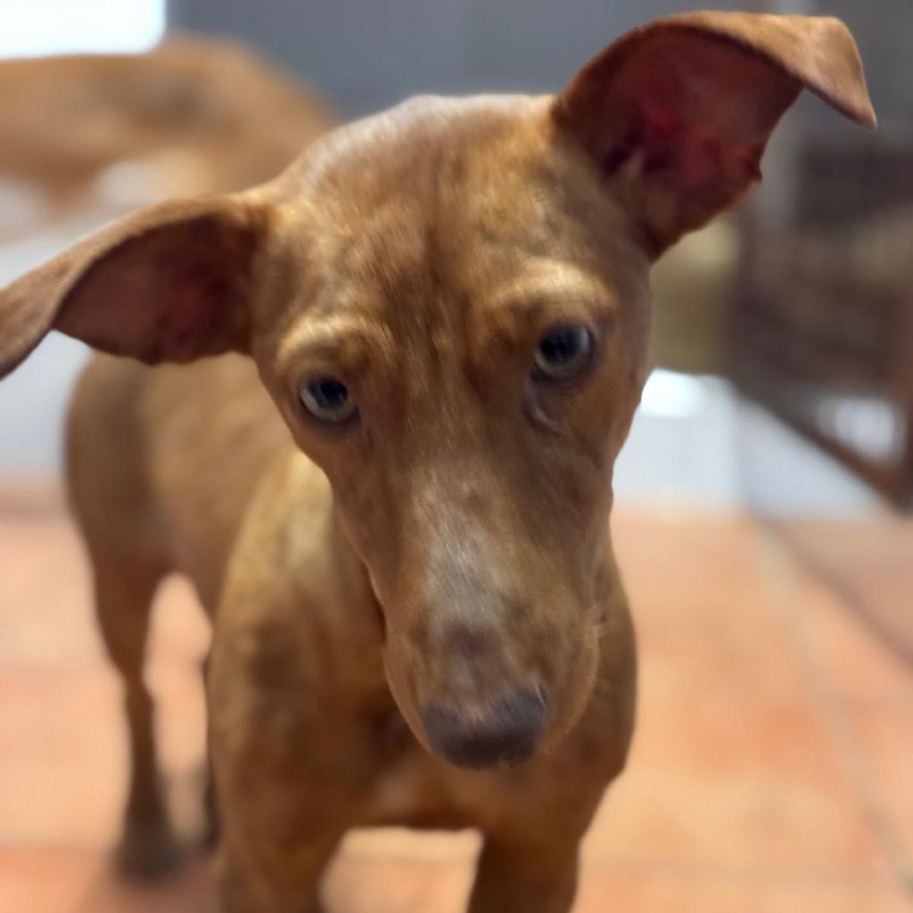 Podenco Maneto Hazel, 01/2024, ca. 35 cm
