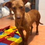 Podenco Maneto Hazel, 01/2024, ca. 35 cm