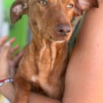 Podenco Maneto Hazel, 01/2024, ca. 35 cm
