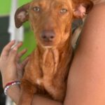 Podenco Maneto Hazel, 01/2024, ca. 35 cm