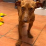 Podenco Maneto Hazel, 01/2024, ca. 35 cm