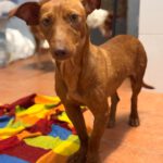 Podenco Maneto Hazel, 01/2024, ca. 35 cm