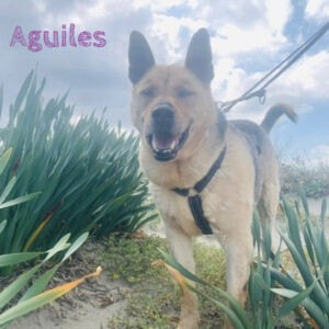 Schäferhund Mischling Aguiles