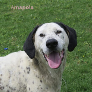 Mischling Amapola