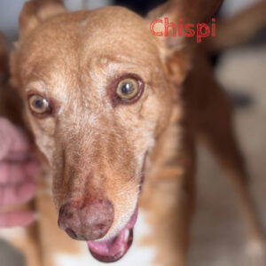 Podenco Chispi