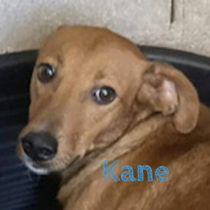 Mischling Kane