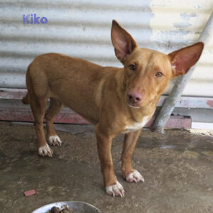 Podenco Kiko