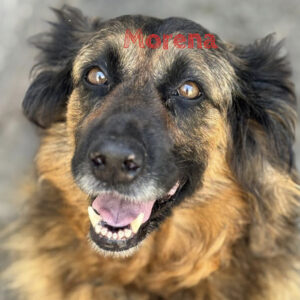 Schäferhund Morena