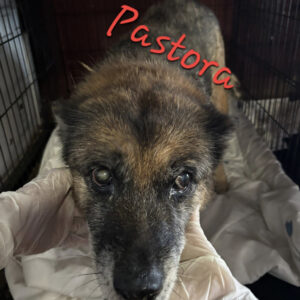 Pastora - 14 Jahre