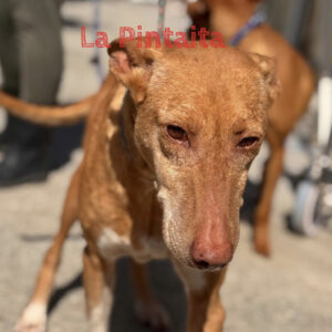 Podenco La Pintaita