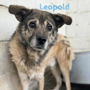 Mischling Leopold