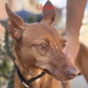 Podenco Lima