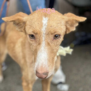 Podenco Maga