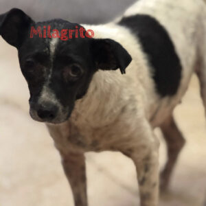 Hilferuf Tierheime Milagrito