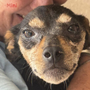 Hilferuf Tierheime Mini