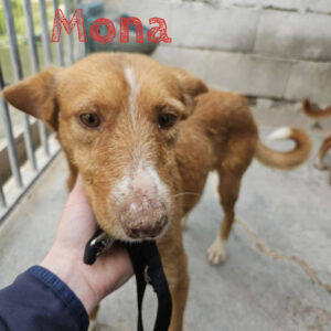 Podenco Mona