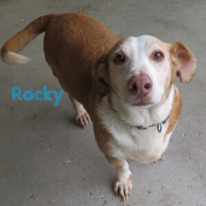 Podenco Mischling Rocky