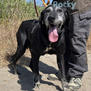 Labrador Rocky