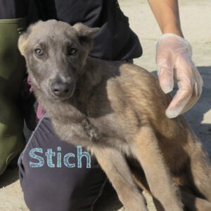 Malinois Stich