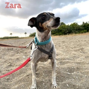 Bodeguero Mischling Zara
