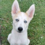 Husky Mischling Isabella, 02/2025, Endgröße ca. 50- 55 cm,66571 Eppelborn