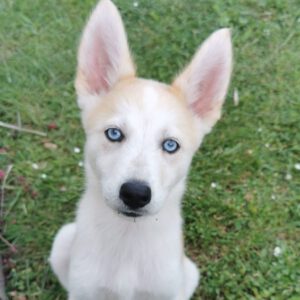 Husky Mischling Isabella, 02/2025, Endgröße ca. 50- 55 cm,66571 Eppelborn