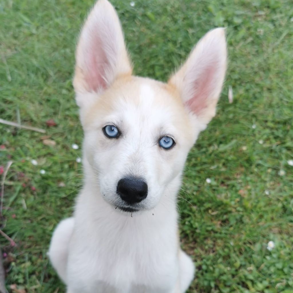 Husky Mischling Isabella, 02/2025, Endgröße ca. 50- 55 cm,66571 Eppelborn
