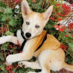 Husky Mischling Isabella, 02/2025, Endgröße ca. 50- 55 cm,66571 Eppelborn