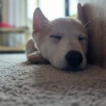 Husky Mischling Isabella, 02/2025, Endgröße ca. 50- 55 cm,66571 Eppelborn