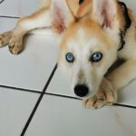 Husky Mischling Isabella, 02/2025, Endgröße ca. 50- 55 cm,66571 Eppelborn