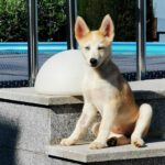 Husky Mischling Isabella, 02/2025, Endgröße ca. 50- 55 cm,66571 Eppelborn