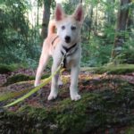 Husky Mischling Isabella, 02/2025, Endgröße ca. 50- 55 cm,66571 Eppelborn