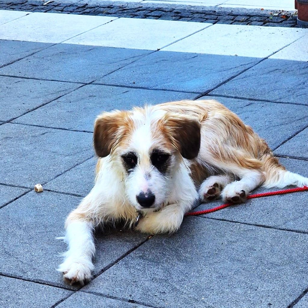Mischling Jolie, 12/2024, Endgröße ca. 50 cm, 26639 Wiesmoor
