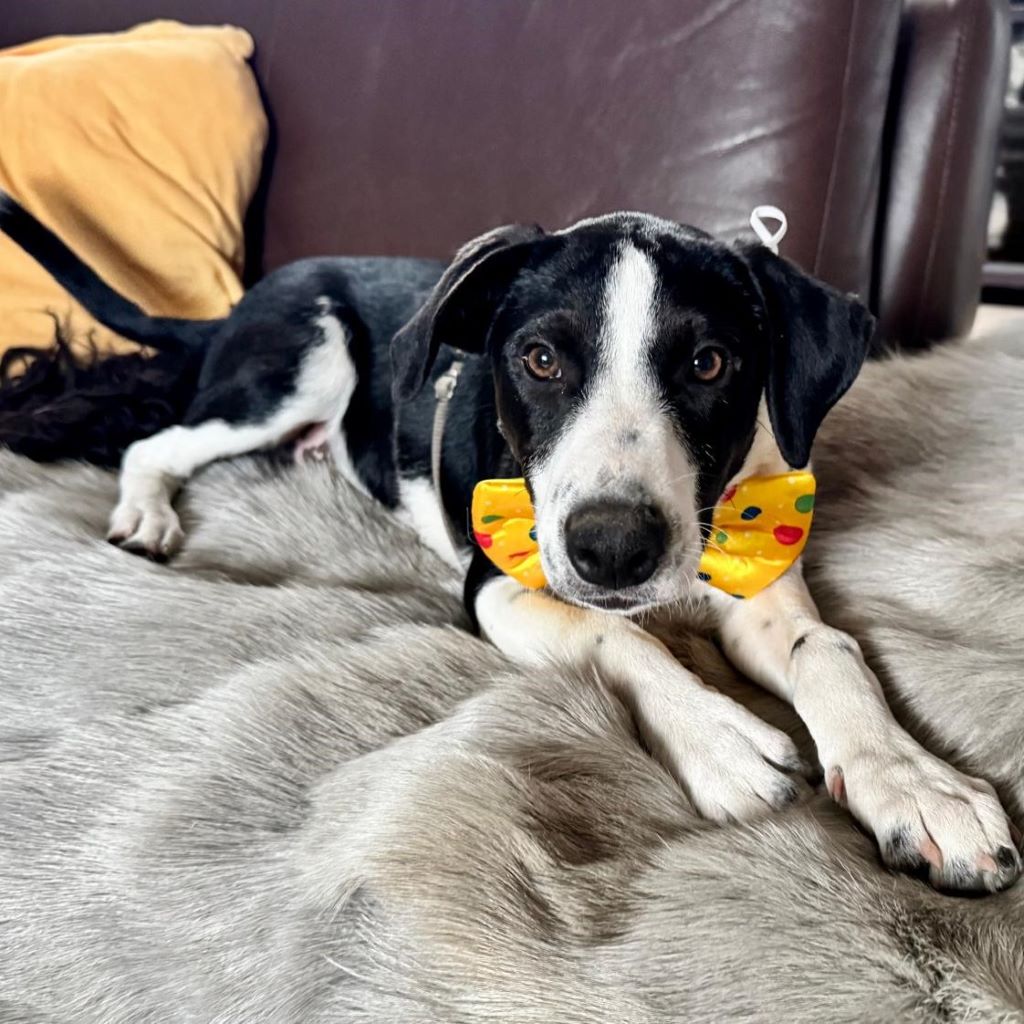 Podenco Border Collie Mischling Jon, 02/2025, Endgröße ca. 50 cm, 42697 Solingen
