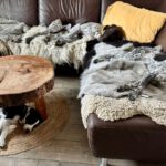 Podenco Border Collie Mischling Jon, 02/2025, Endgröße ca. 50 cm, 42697 Solingen