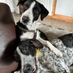 Podenco Border Collie Mischling Jon, 02/2025, Endgröße ca. 50 cm, 42697 Solingen