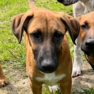 Malinois Mischling Jonny ,01/2025, Endgröße ca. 60- 65 cm,30890 Barsinghausen