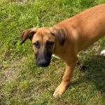 Malinois Mischling Jonny ,01/2025, Endgröße ca.  60- 65 cm,30890 Barsinghausen