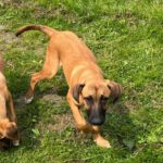 Malinois Mischling Jonny ,01/2025, Endgröße ca.  60- 65 cm,30890 Barsinghausen