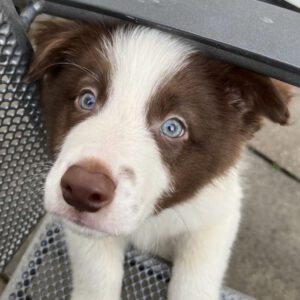 Border Collie Jules, 02/2025, Endgröße ca. 50 cm, 61381 Friedrichsdorf