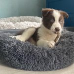 Border Collie Jules, 02/2025, Endgröße ca. 50 cm, 61381 Friedrichsdorf
