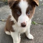 Border Collie Jules, 02/2025, Endgröße ca. 50 cm, 61381 Friedrichsdorf
