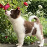 Border Collie Jules, 02/2025, Endgröße ca. 50 cm, 61381 Friedrichsdorf