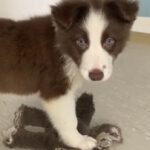 Border Collie Jules, 02/2025, Endgröße ca. 50 cm, 61381 Friedrichsdorf