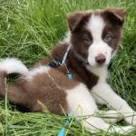 Border Collie Jules, 02/2025, Endgröße ca. 50 cm, 61381 Friedrichsdorf