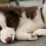 Border Collie Jules, 02/2025, Endgröße ca. 50 cm, 61381 Friedrichsdorf