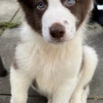 Border Collie Jules, 02/2025, Endgröße ca. 50 cm, 61381 Friedrichsdorf