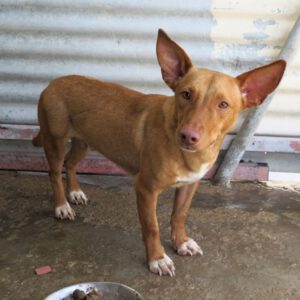 Podenco Kiko, 04/2022, ca. 40 cm
