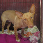 Podenco Kiko, 04/2022, ca. 40 cm