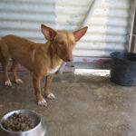 Podenco Kiko, 04/2022, ca. 40 cm